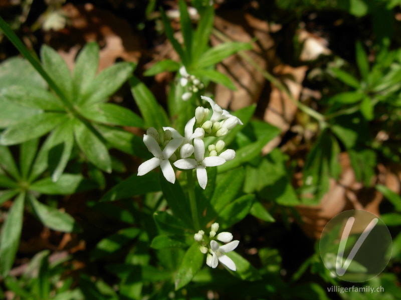 Echter Waldmeister: Übersicht